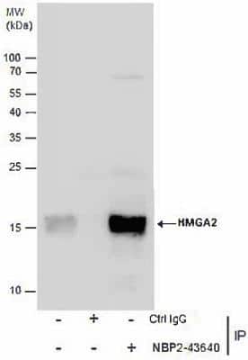 Immunoprecipitation: HMGA2 Antibody (763) [NBP2-43640]