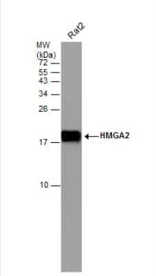 Western Blot: HMGA2 Antibody (763) [NBP2-43640]