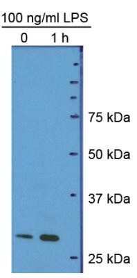 Western Blot: HMGB1/HMG-1 Antibody (19N10B7)Azide and BSA Free [NBP2-27395]