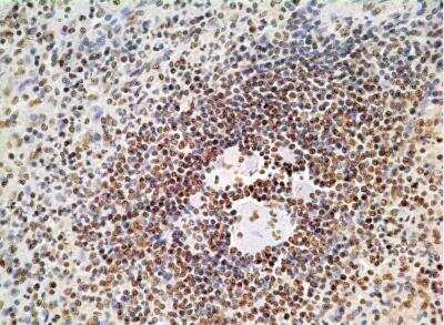 Immunohistochemistry-Paraffin: HMGB1/HMG-1 Antibody (19N10B7) - BSA Free [NBP2-27396]