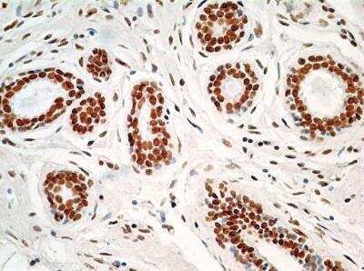Immunohistochemistry-Paraffin: HMGB1/HMG-1 Antibody (19N10B7) - BSA Free [NBP2-27396]