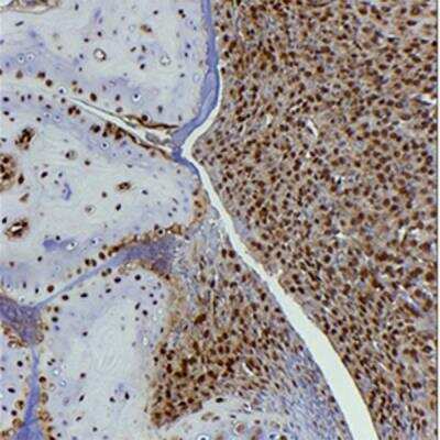 Immunohistochemistry-Paraffin: HMGB1/HMG-1 Antibody (19N10B7) - BSA Free [NBP2-27396]