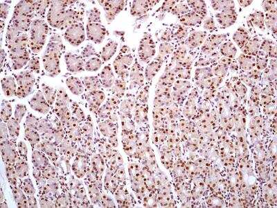 Immunohistochemistry-Paraffin: HMGB1/HMG-1 Antibody (19N10B7) - BSA Free [NBP2-27396]