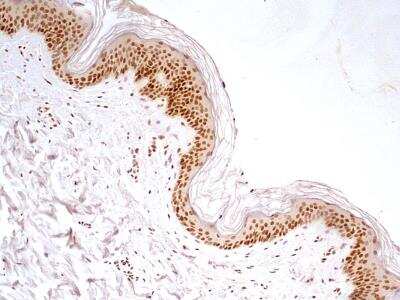 Immunohistochemistry-Paraffin: HMGB1/HMG-1 Antibody (19N10B7) - BSA Free [NBP2-27396]