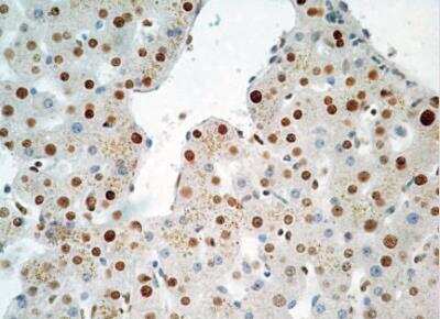 Immunohistochemistry-Paraffin: HMGB1/HMG-1 Antibody (19N10B7) - BSA Free [NBP2-27396]