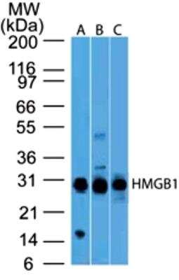 Western Blot: HMGB1/HMG-1 Antibody (19N10B7)BSA Free [NBP2-27396]