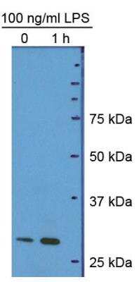 Western Blot: HMGB1/HMG-1 Antibody (19N10B7)BSA Free [NBP2-27396]