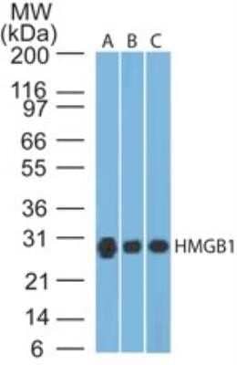 Western Blot: HMGB1/HMG-1 Antibody (19N12A1)Azide and BSA Free [NBP2-80774]