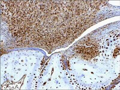 Immunohistochemistry-Paraffin: HMGB1/HMG-1 Antibody (19N15F4) - Azide and BSA Free [NBP2-80775]