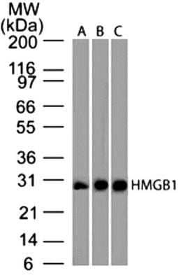 Western Blot: HMGB1/HMG-1 Antibody (19N15F4)Azide and BSA Free [NBP2-80775]