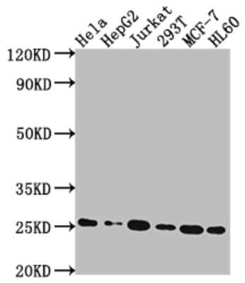 Western Blot: HMGB1/HMG-1 Antibody (1A1) [NBP3-15235]