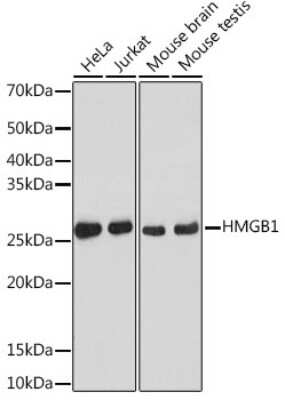 Western Blot: HMGB1/HMG-1 Antibody (1C4T5) [NBP3-15755]