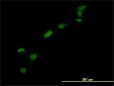 Immunocytochemistry/ Immunofluorescence: HMGB1/HMG-1 Antibody (1D5) [H00003146-M02]