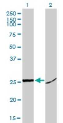 Western Blot: HMGB1/HMG-1 Antibody (1D5) [H00003146-M02]