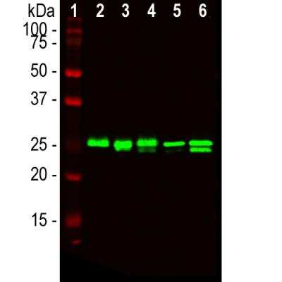 Western Blot: HMGB1/HMG-1 Antibody (1F3) [NBP2-25148]