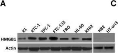 Western Blot: HMGB1/HMG-1 Antibody (2F6) [H00003146-M08]