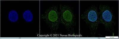 Immunocytochemistry/ Immunofluorescence: HMGB1/HMG-1 Antibody [NB100-2322]