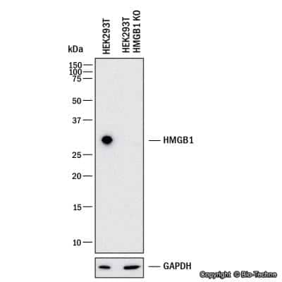 Knockdown Validated: HMGB1/HMG-1 Antibody [NB100-2322]