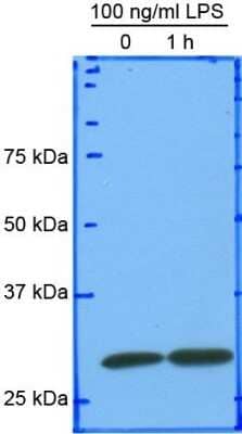 Western Blot: HMGB1/HMG-1 Antibody [NB100-2322]