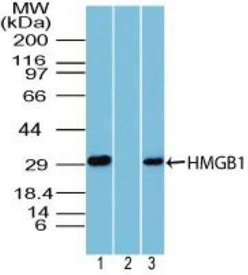 Western Blot: HMGB1/HMG-1 Antibody [NBP2-27117]