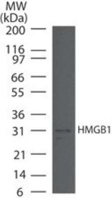 Western Blot: HMGB1/HMG-1 Antibody [NBP2-27169]