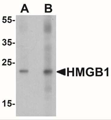 Western Blot: HMGB1/HMG-1 AntibodyBSA Free [NBP2-41264]