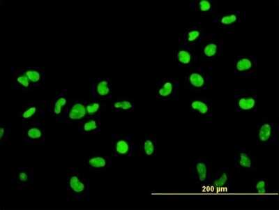Immunocytochemistry/ Immunofluorescence: HMGB2 Antibody (3E5) [H00003148-M05]
