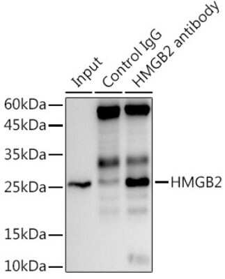 Immunoprecipitation: HMGB2 Antibody (8P10V5) [NBP3-16774]
