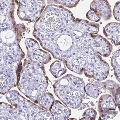 Immunohistochemistry-Paraffin: HMGB3/HMG4 Antibody [NBP2-47434]