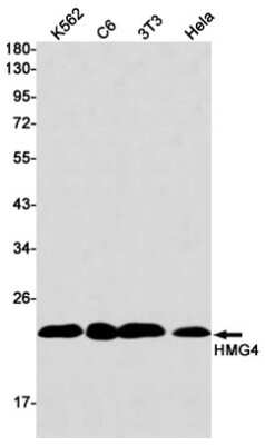 Western Blot: HMGB3/HMG4 Antibody (S01-9C9) [NBP3-15041]