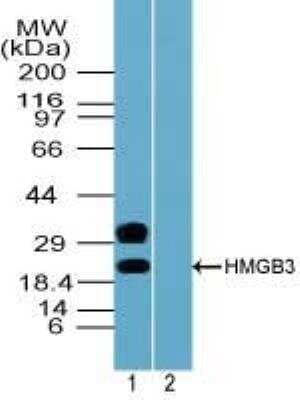 Western Blot: HMGB3/HMG4 Antibody [NBP2-24512]