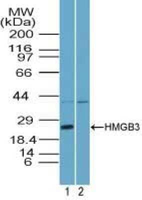 Western Blot: HMGB3/HMG4 Antibody [NBP2-24645]