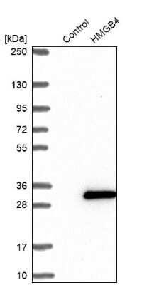 Western Blot: HMGB4 Antibody [NBP1-93780]