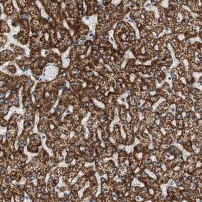 Immunohistochemistry-Paraffin: HMGCL Antibody [NBP1-83251]
