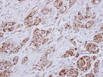 Immunohistochemistry-Paraffin: HMGCL Antibody [NBP2-16860]