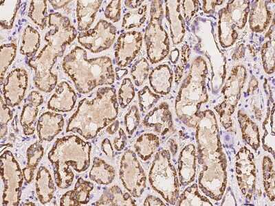 Immunohistochemistry-Paraffin: HMGCL Antibody [NBP2-97971]