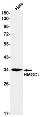 Western Blot: HMGCL Antibody (S08-7H5) [NBP3-19654]