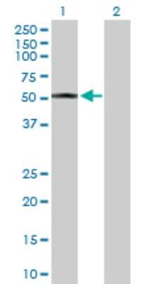 Western Blot: HMGCS2 Antibody [H00003158-D01P]