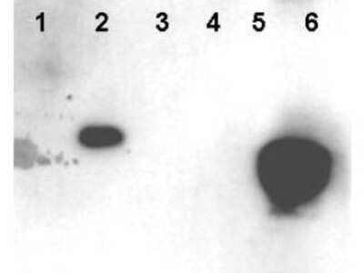 Western Blot: HMGN1/HMG14 [p Ser20, p Ser24] Antibody [NBP1-78102]