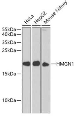 Western Blot: HMGN1/HMG14 AntibodyBSA Free [NBP3-02946]