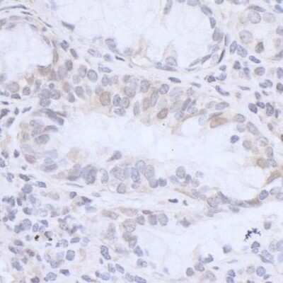 Immunohistochemistry-Paraffin: HMGN3/TRIP7 Antibody [NB100-59839]