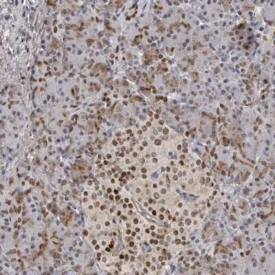Immunohistochemistry-Paraffin: HMGN3/TRIP7 Antibody [NBP1-86904]