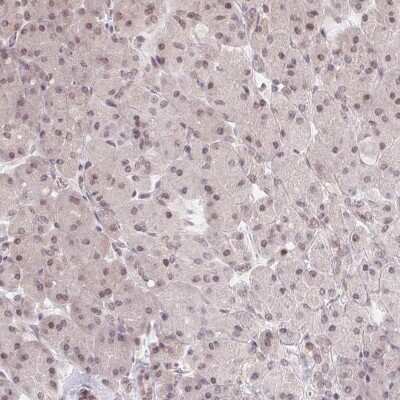 Immunohistochemistry-Paraffin: HMGN3/TRIP7 Antibody [NBP2-62640]