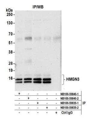 Immunoprecipitation: HMGN3/TRIP7 Antibody [NB100-59839]