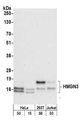 Western Blot: HMGN3/TRIP7 Antibody [NB100-59840]