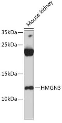 Western Blot: HMGN3/TRIP7 AntibodyAzide and BSA Free [NBP3-03518]