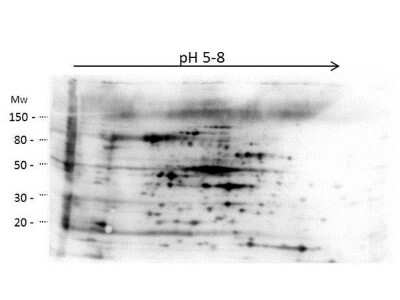 Western Blot: HMW E.Coli Host Cell Proteins Antibody [NBP2-44206]