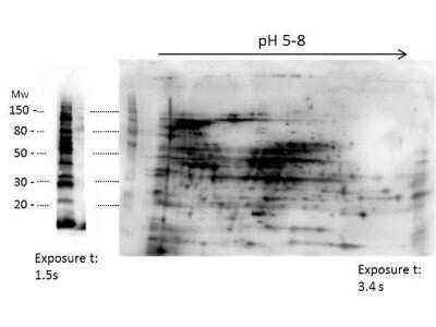 Western Blot: HMW E.Coli Host Cell Proteins Antibody [NBP2-44221]