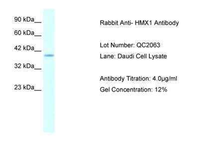 Western Blot: HMX1 Antibody [NBP2-84071]