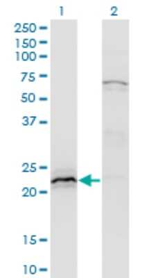 Western Blot: HN1 Antibody (3G6) [H00051155-M02]